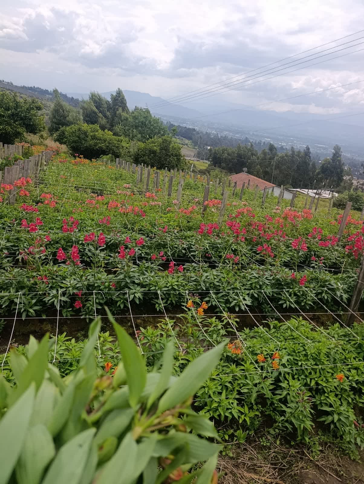Harvest