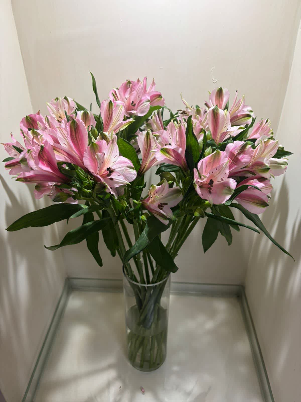 Alstroemeria