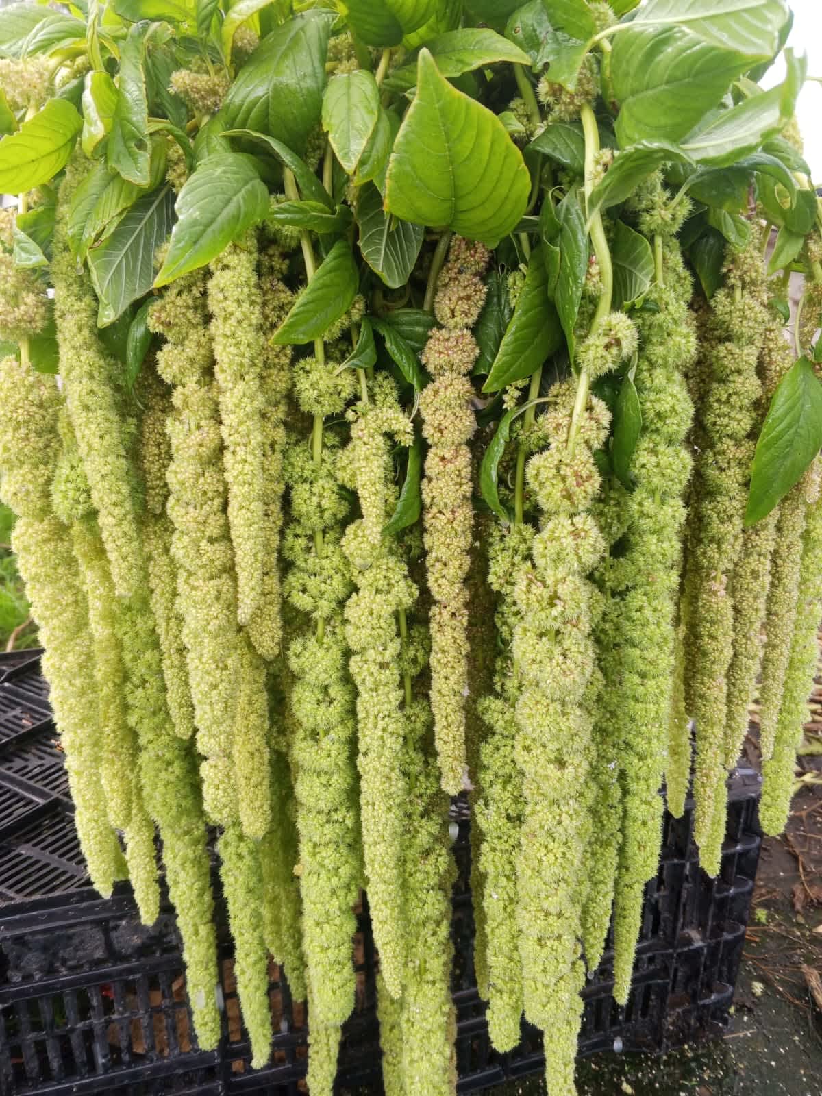 Amaranthus Amaranthus