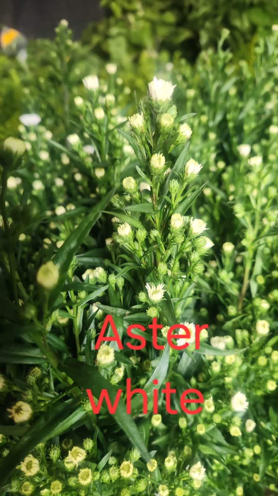 Aster