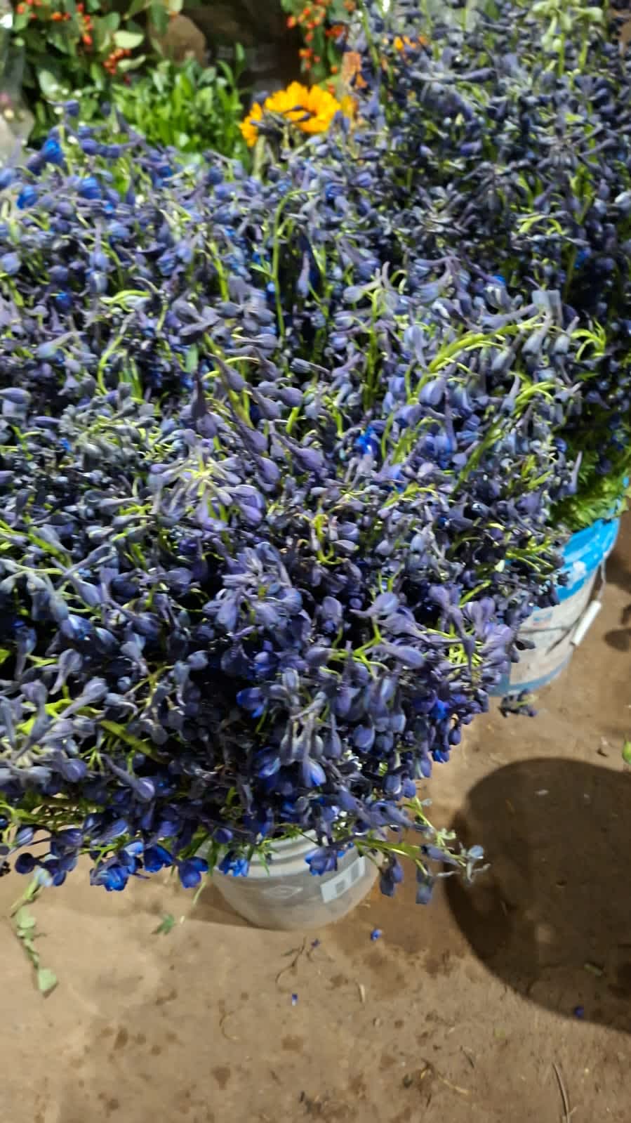 Delphinium Delphinium
