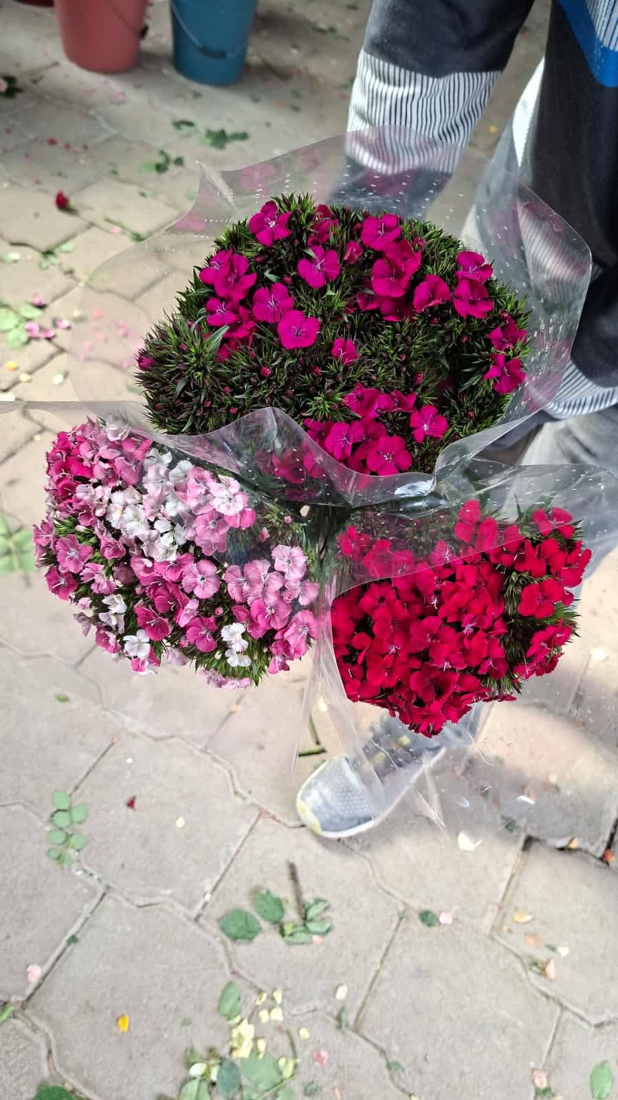 Dianthus Dianthus