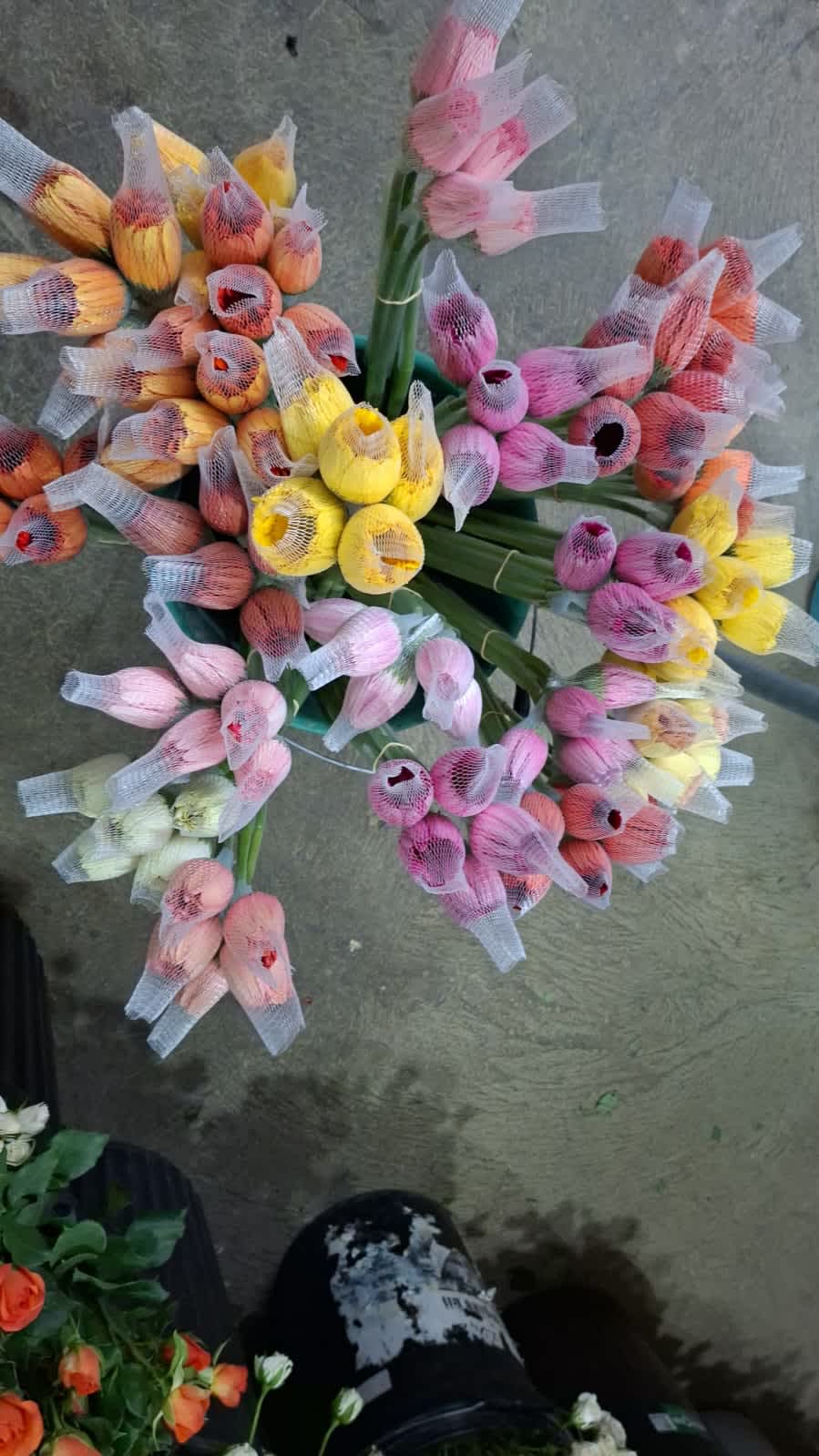 Gerbera Gerbera