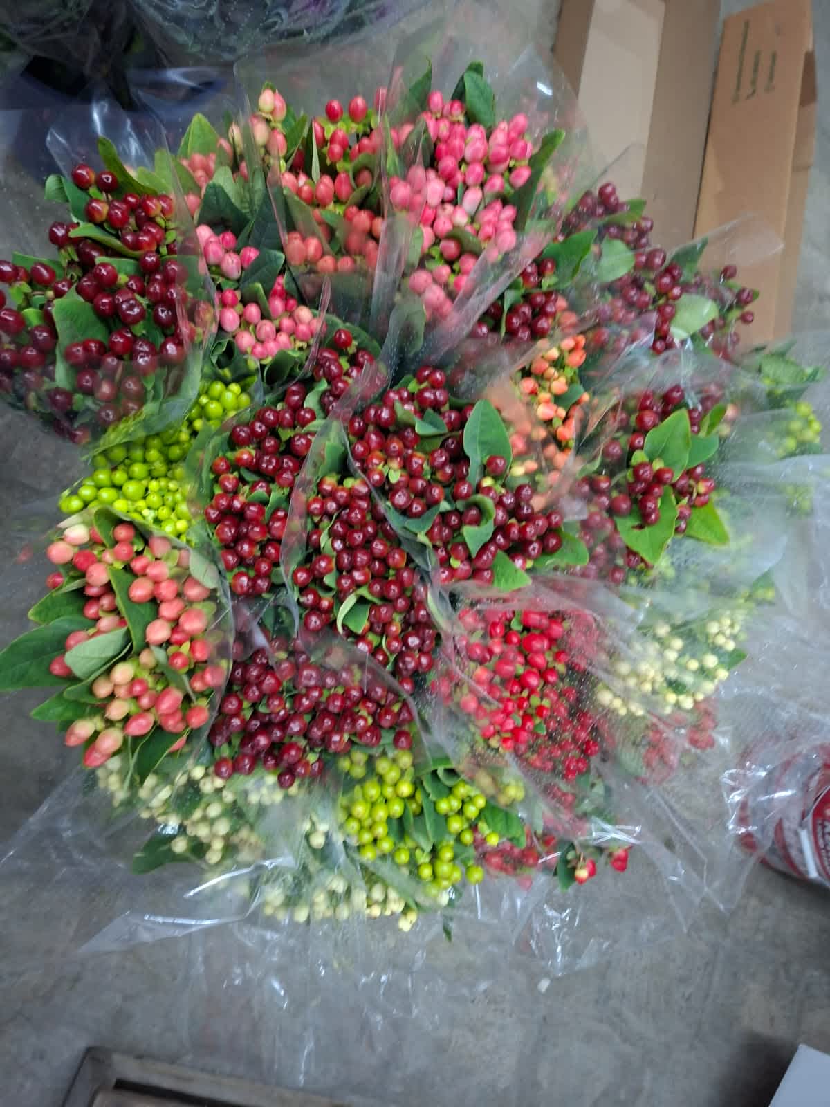 Hypericum Hypericum