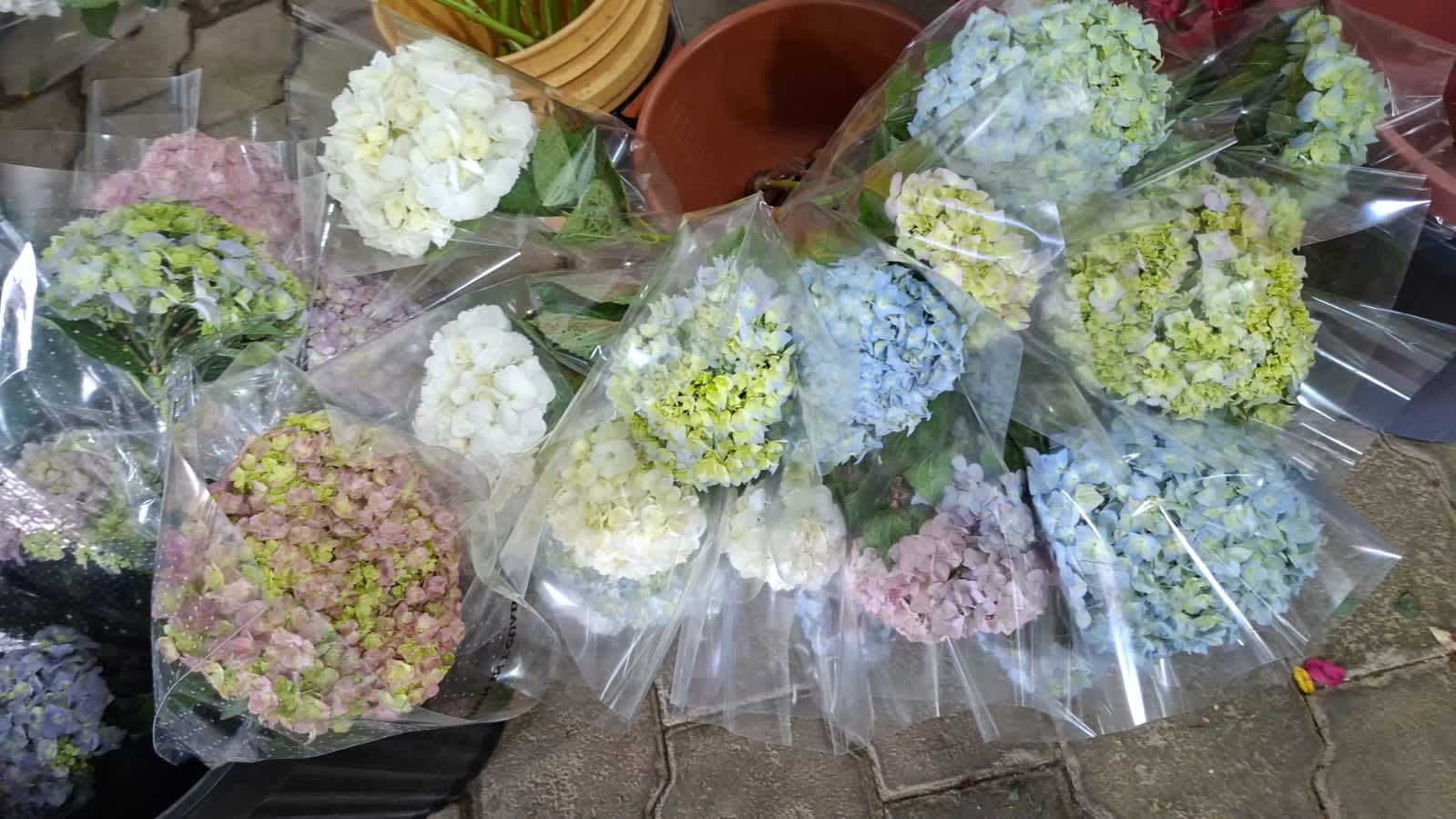 Hortensia Hortensia