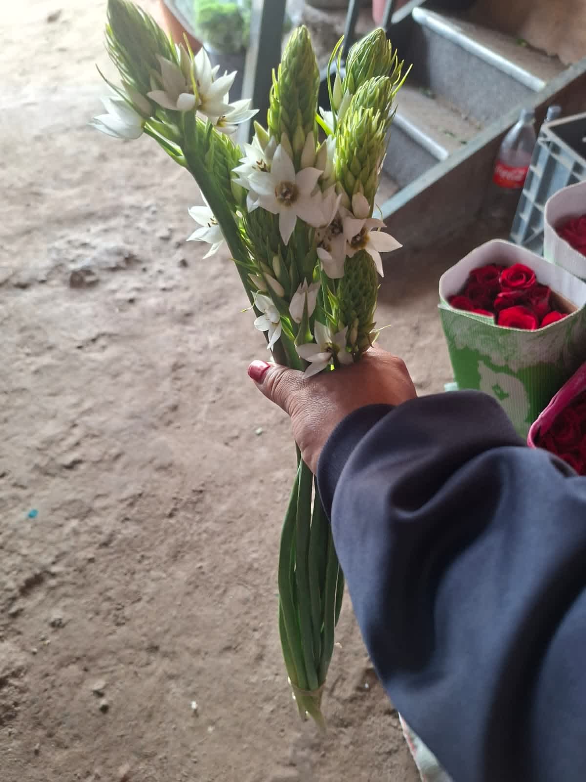 Ornithogalum Ornithogalum