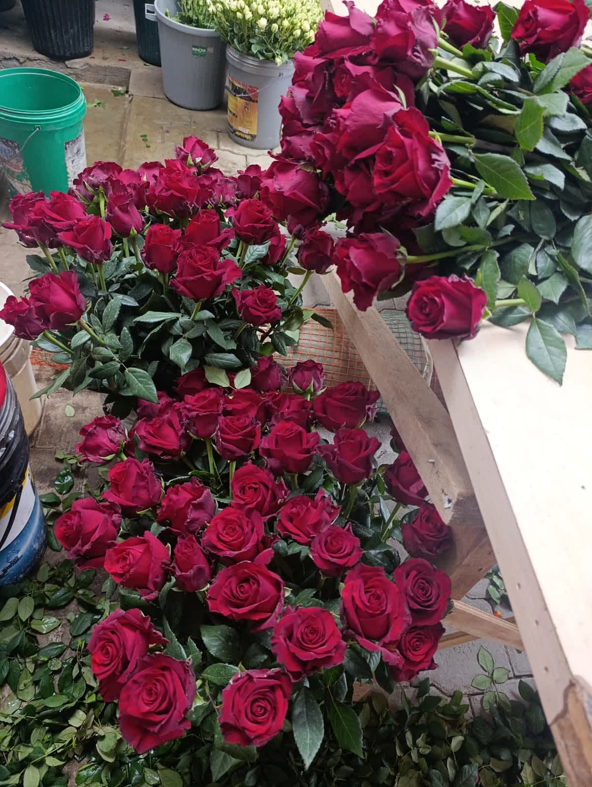 Red Roses