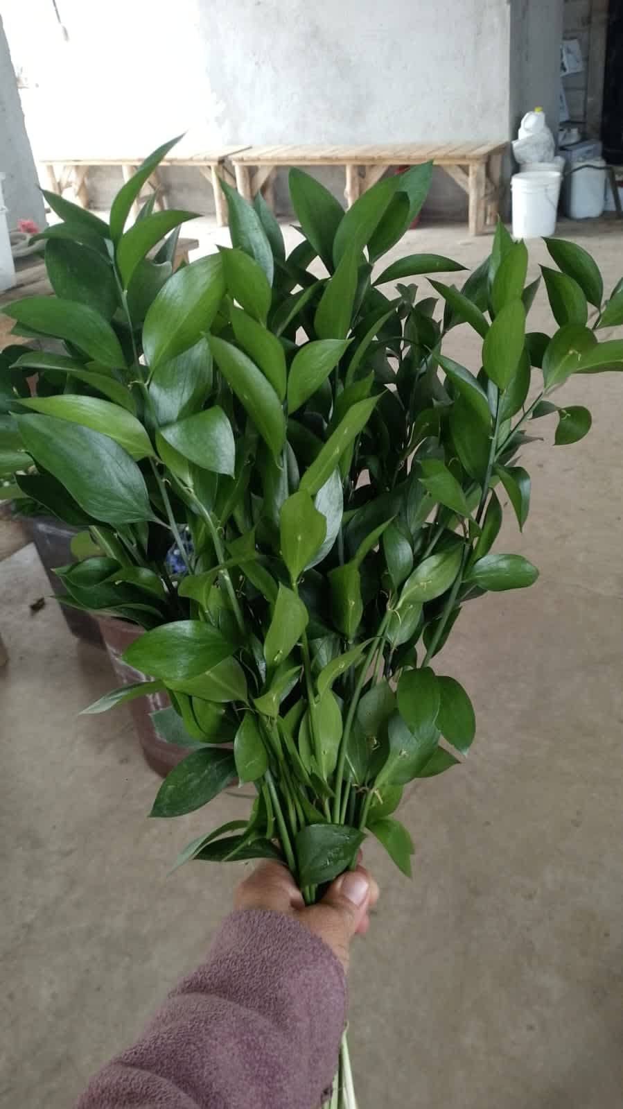 Ruscus