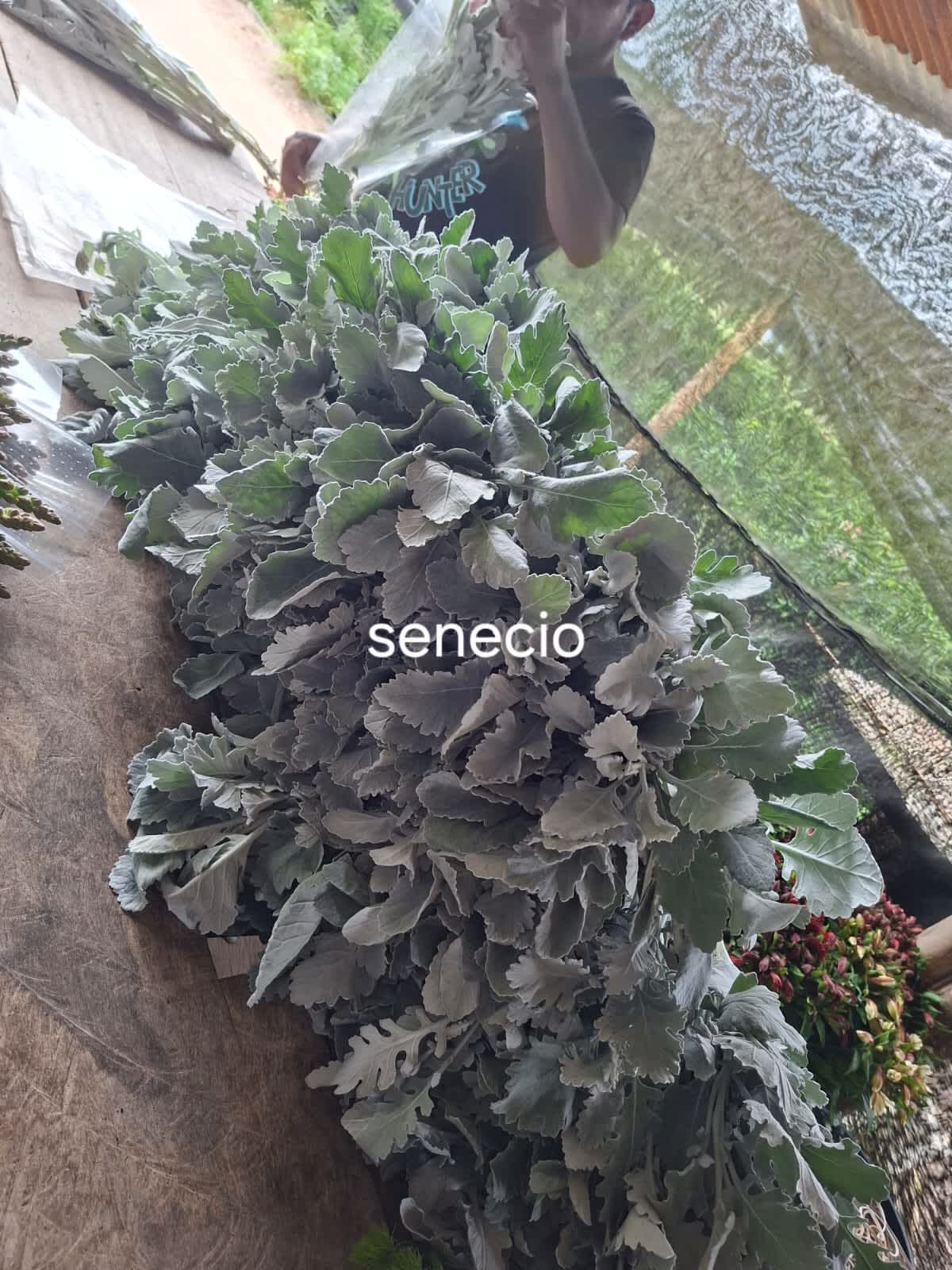 Senecio Senecio