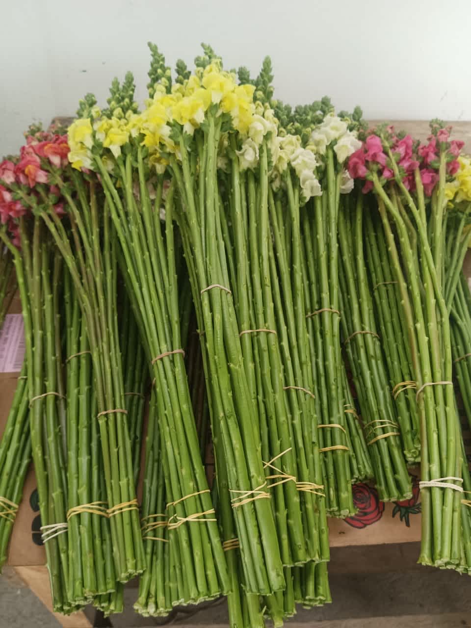 Snapdragons
