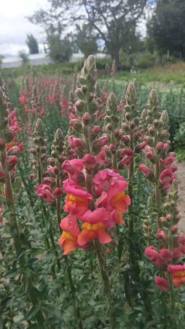 Orange Snapdragon