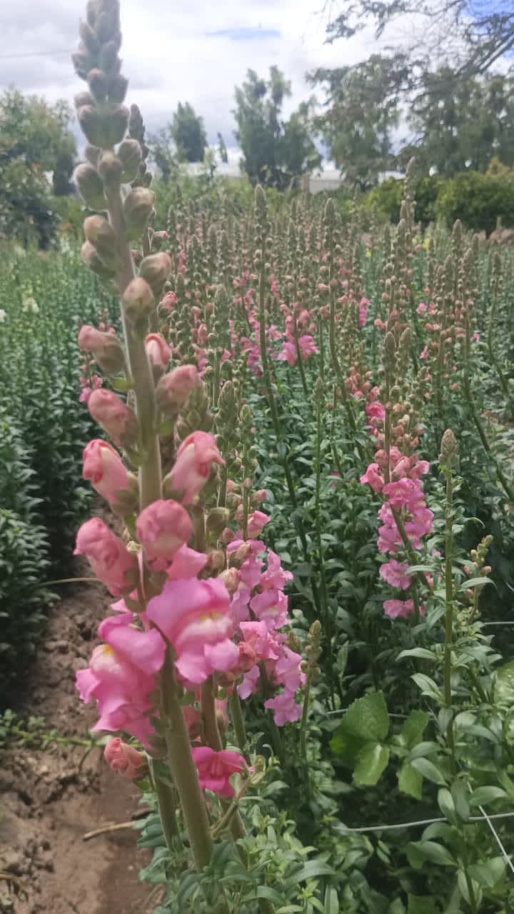 Pink Snapdragon