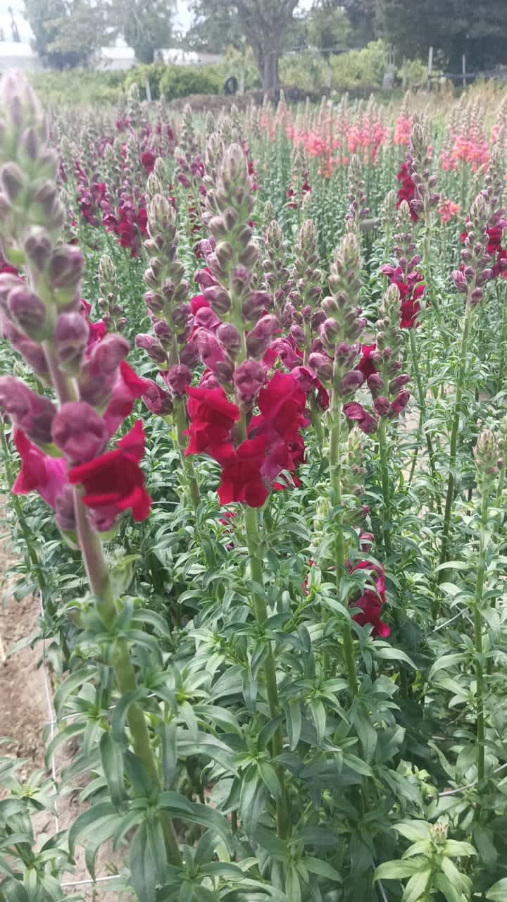 Red Snapdragon