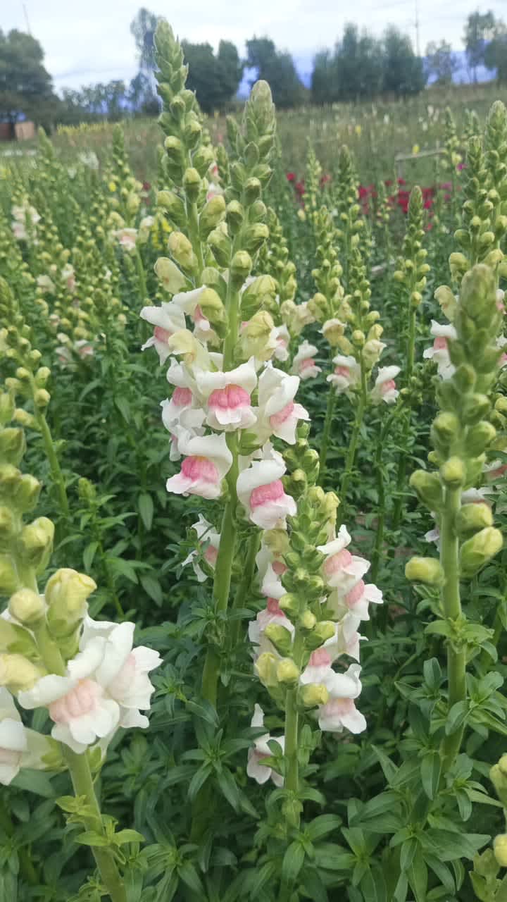 White Snapdragon