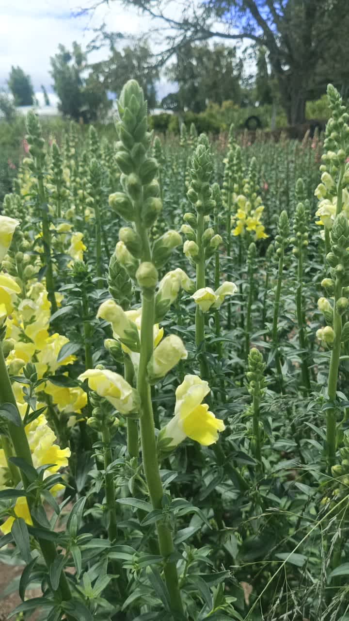 Yellow Snapdragon