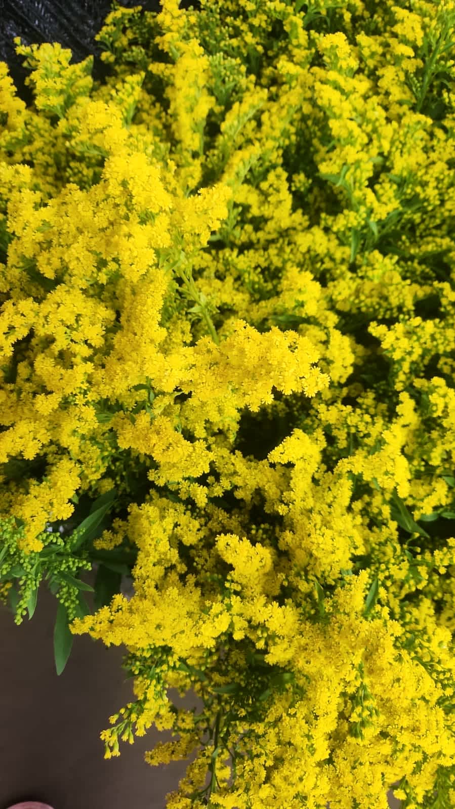 Solidago Solidago