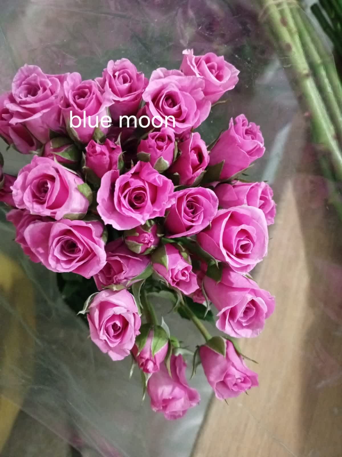 Blue Moon Spray Rose