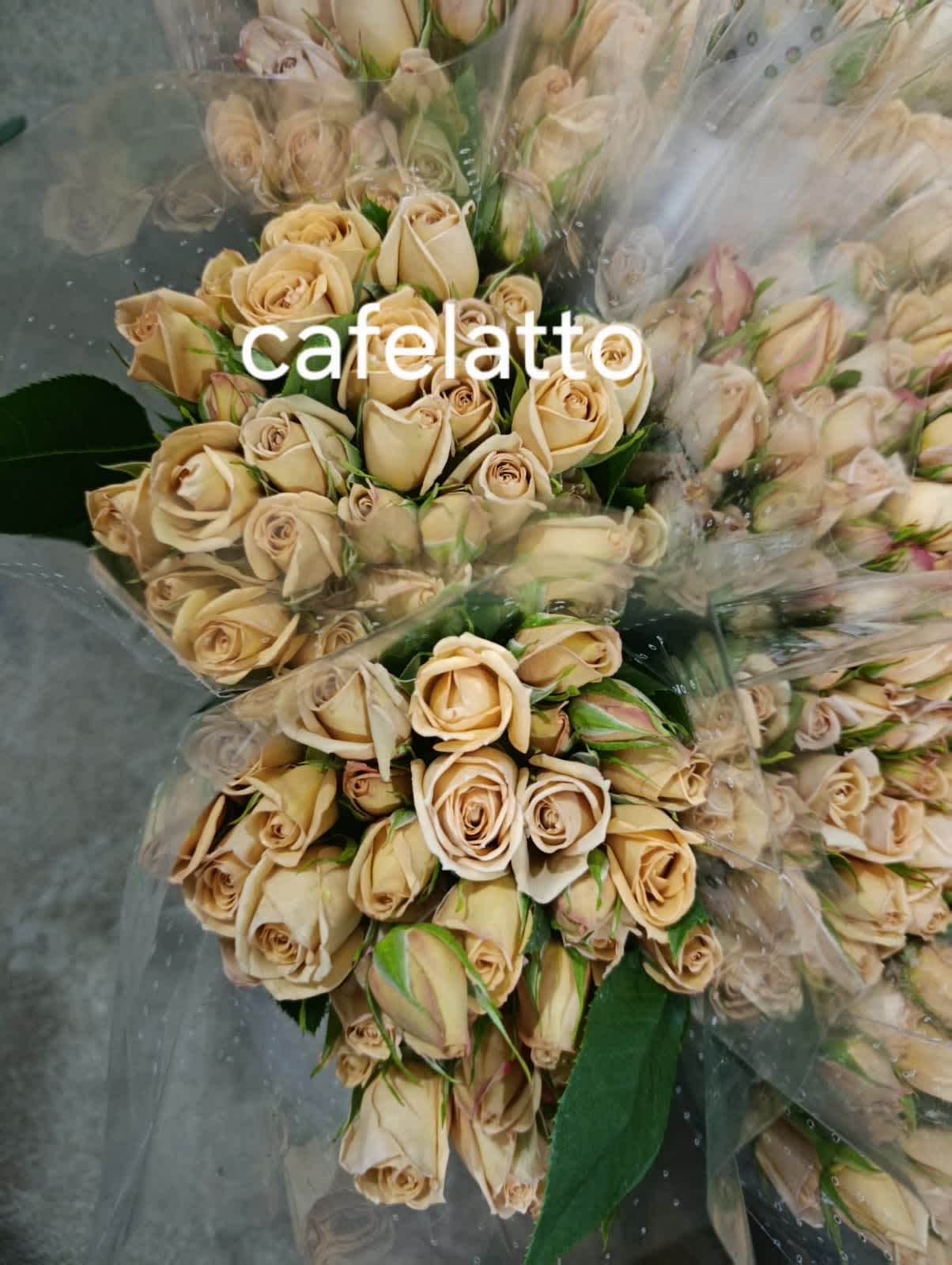 Caffe Latto Spray Rose