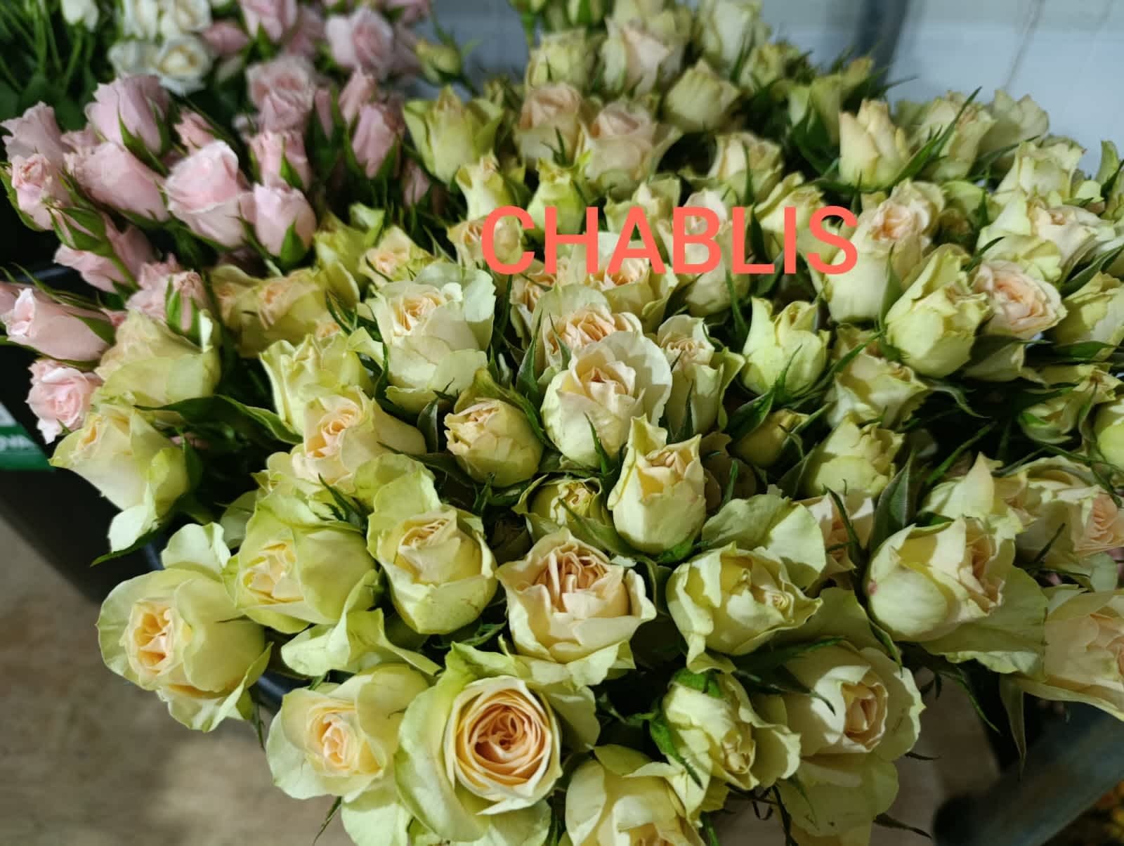 Chablis Spray Rose