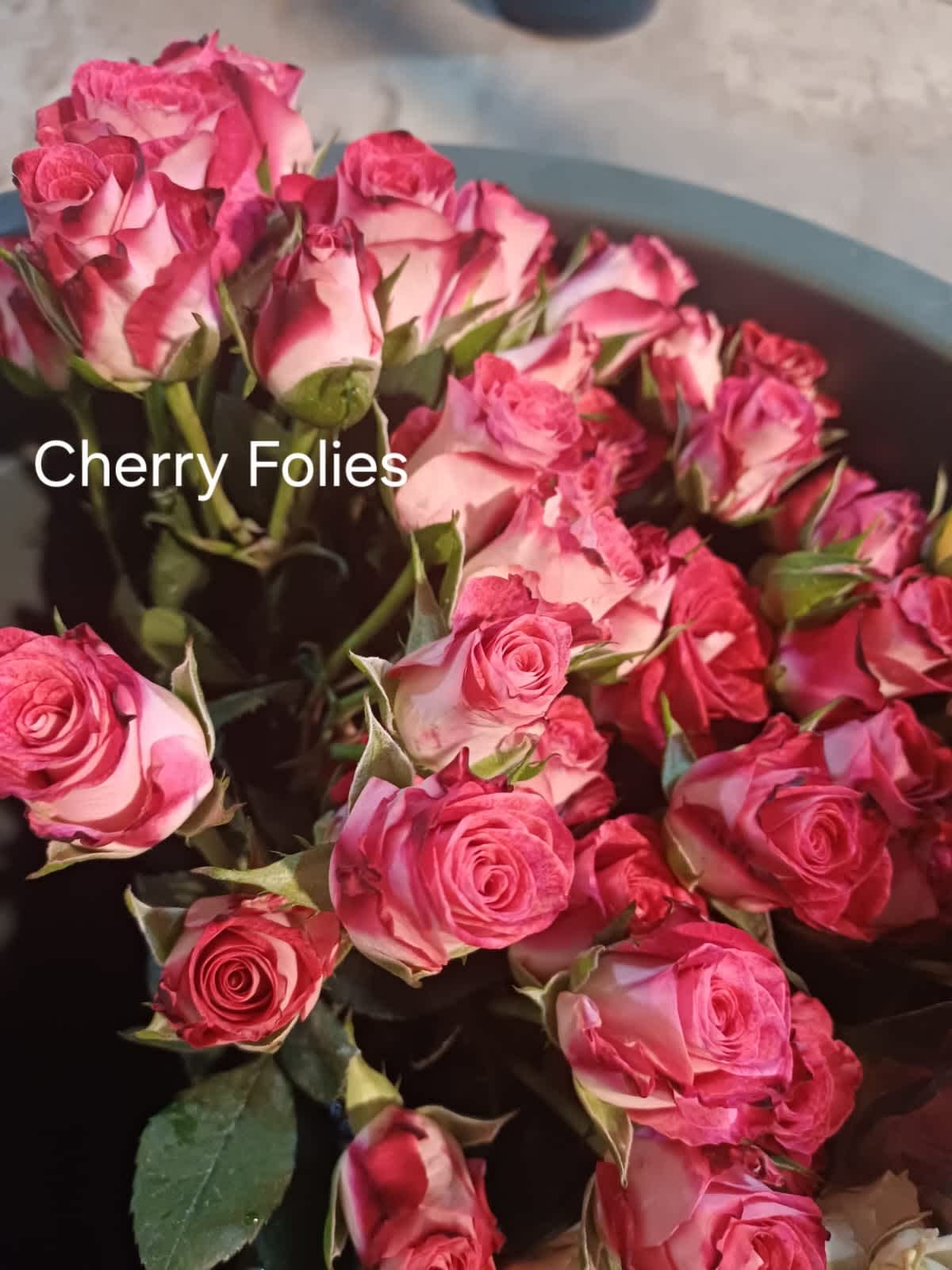 Cherry Folies Spray Rose