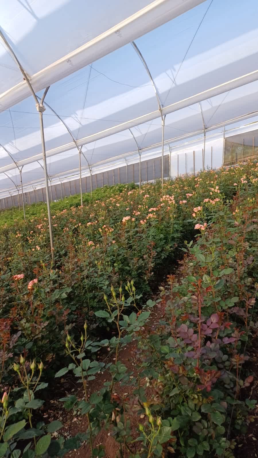 Spray Roses