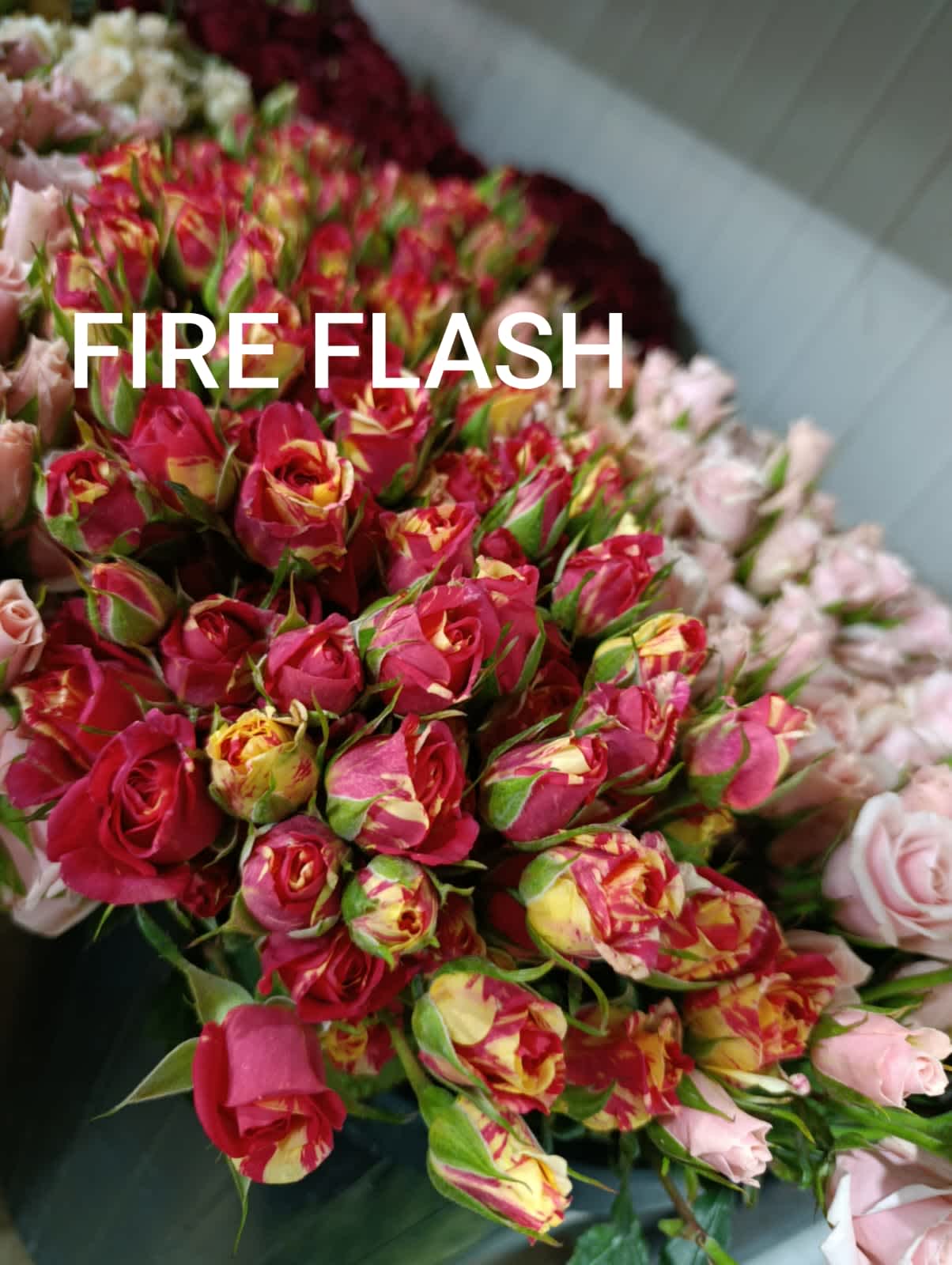 Fire Flash Spray Rose