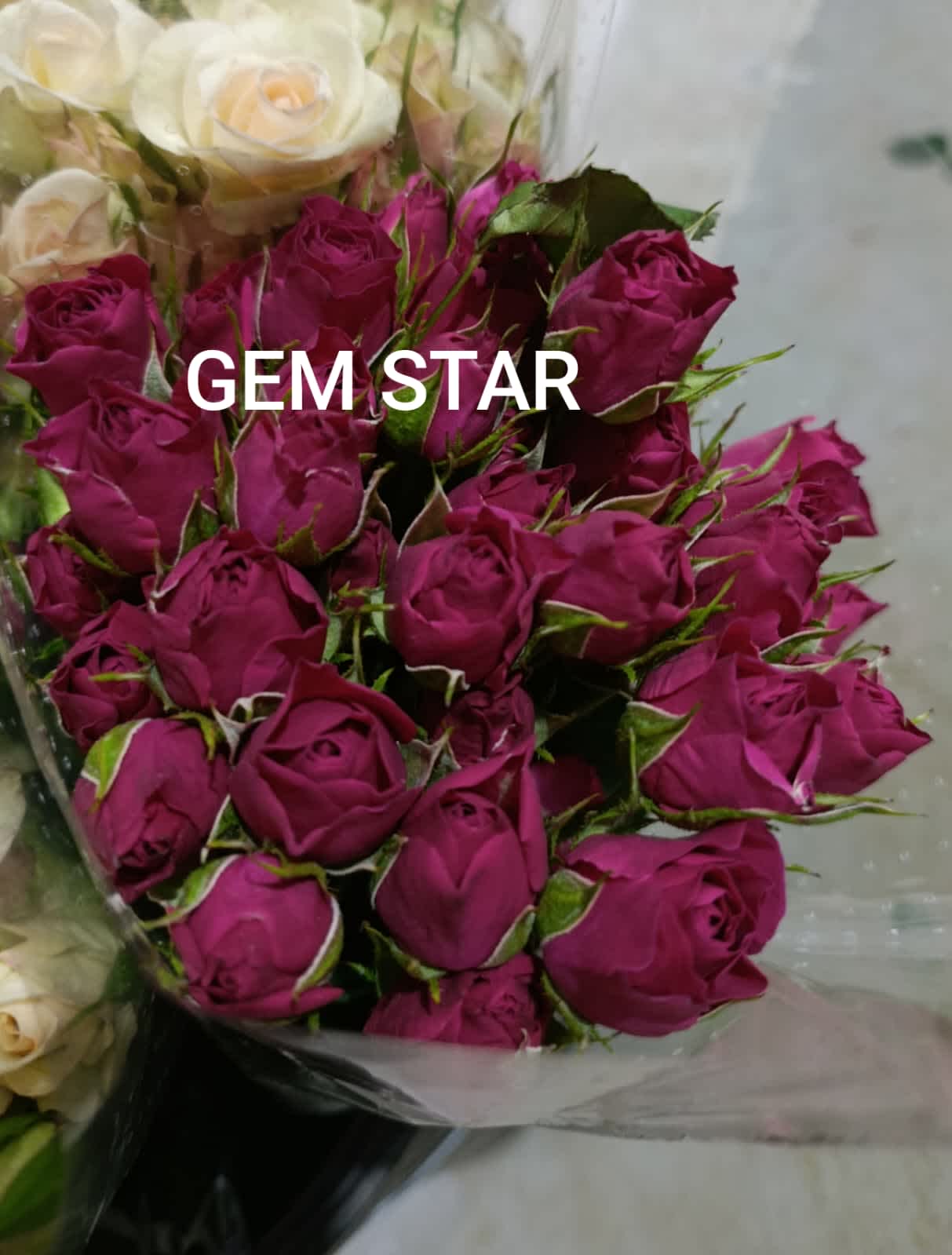 Gem Start Spray Rose