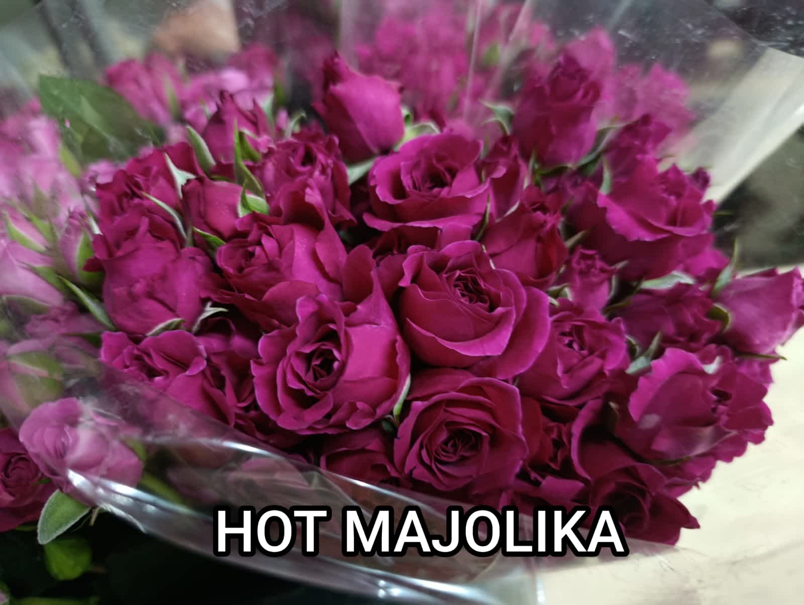 Hot Majolika Spray Rose