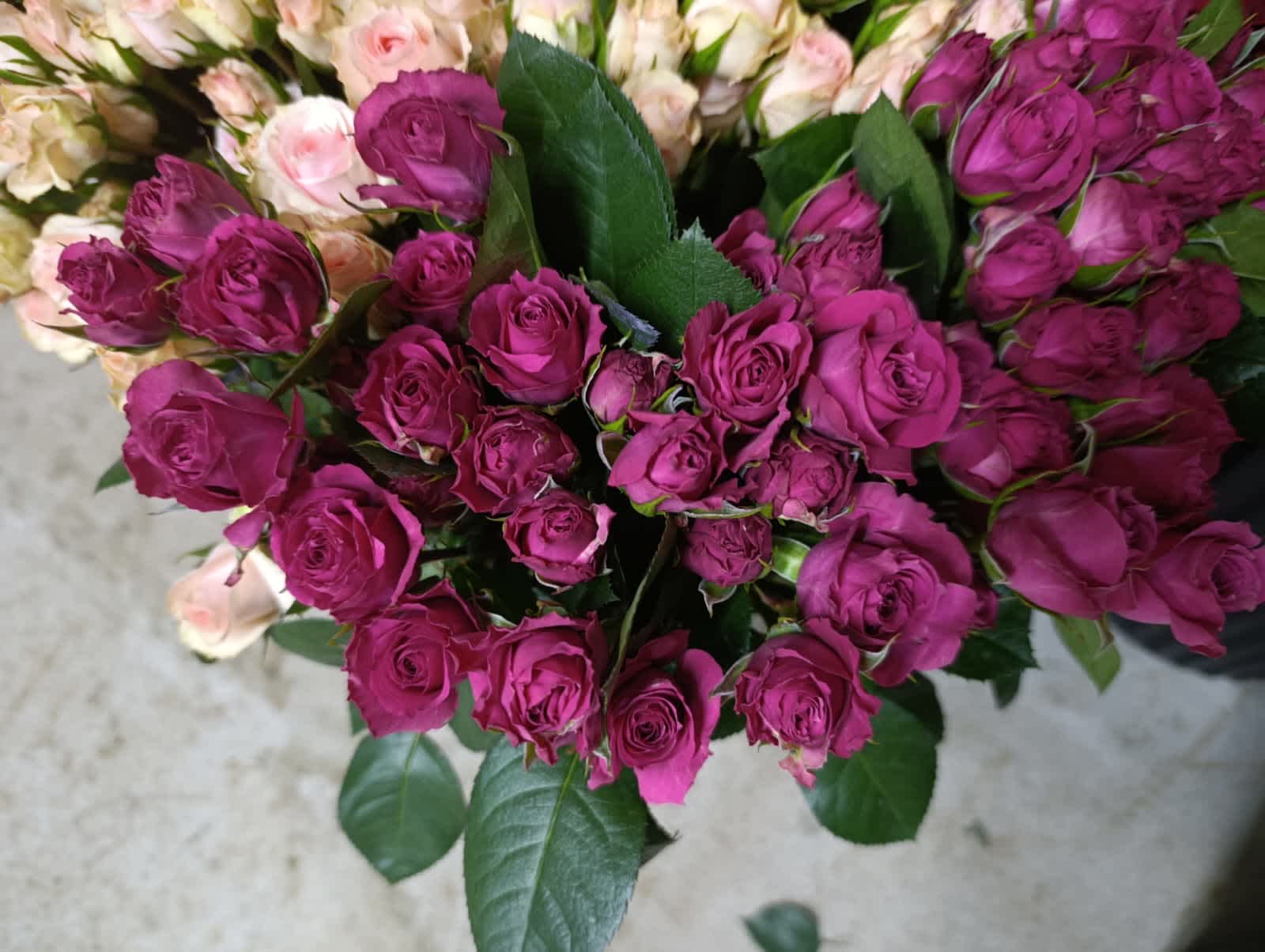 Hot Pink Folies Spray Rose