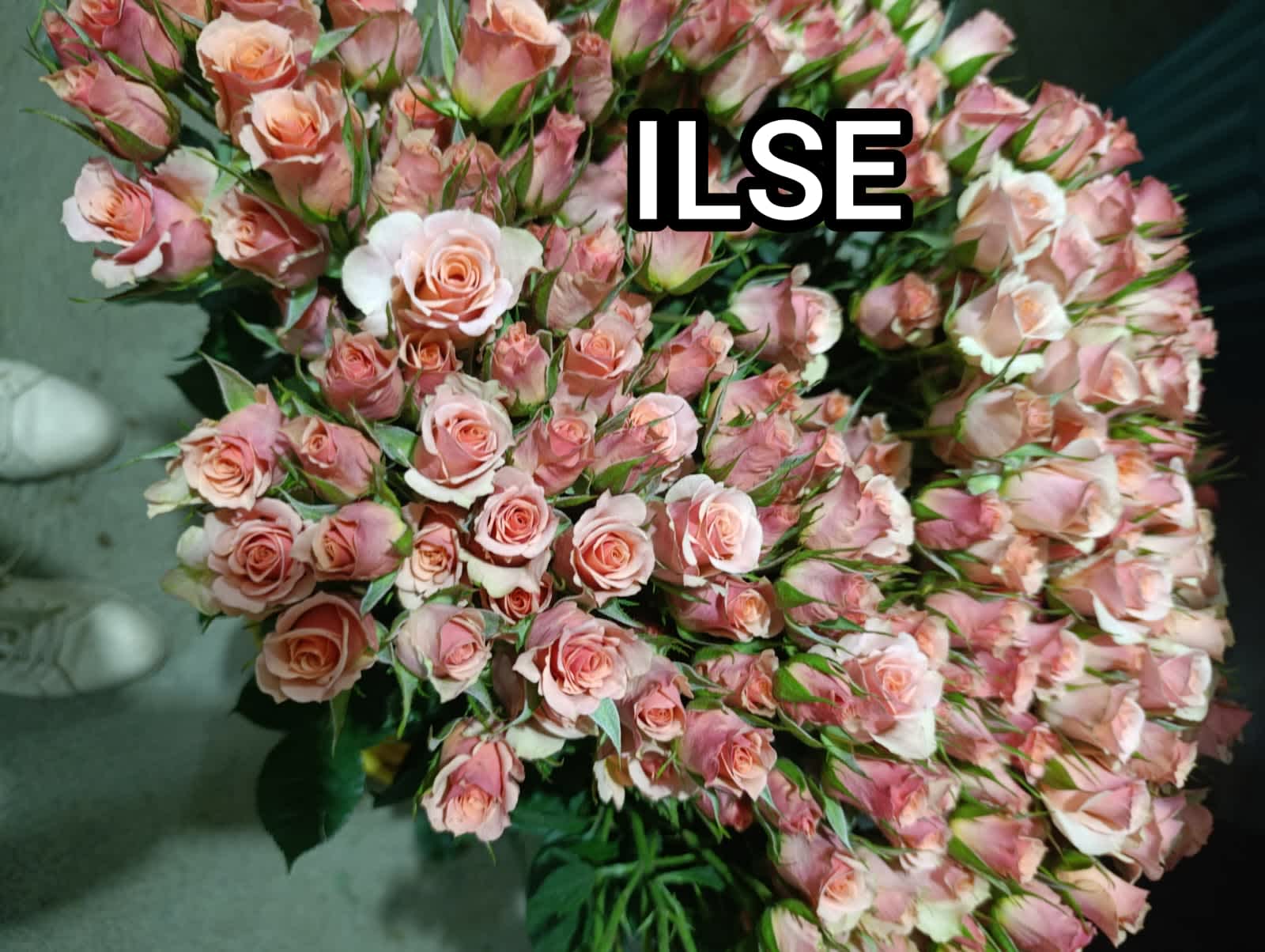 Ilse Spray Rose