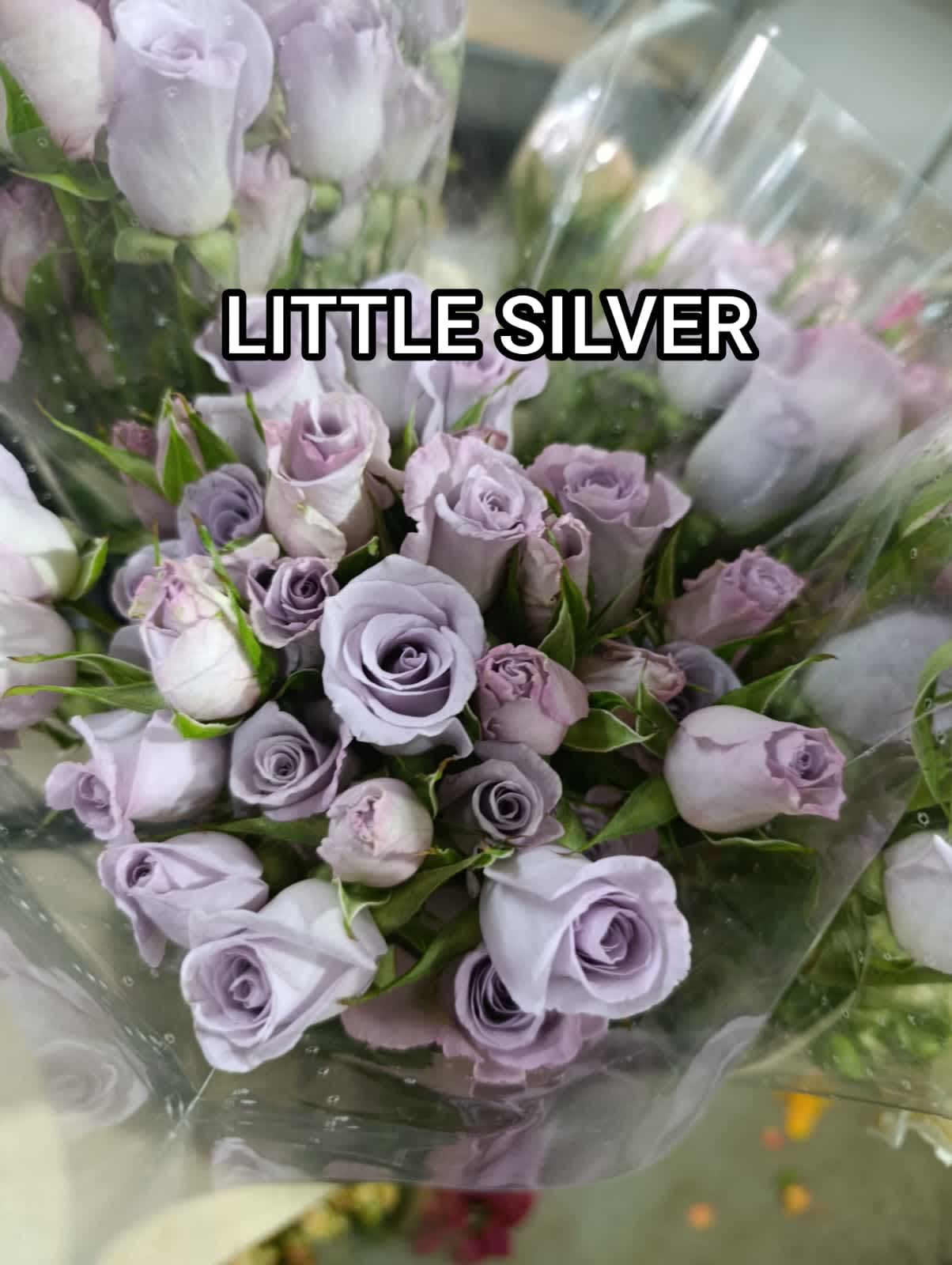 Little Silver Spray Rose