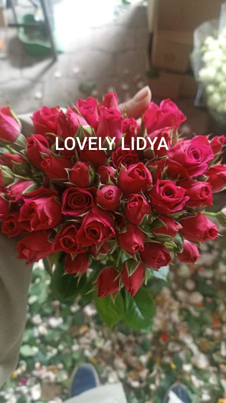 Lovely Lidia Spray Rose