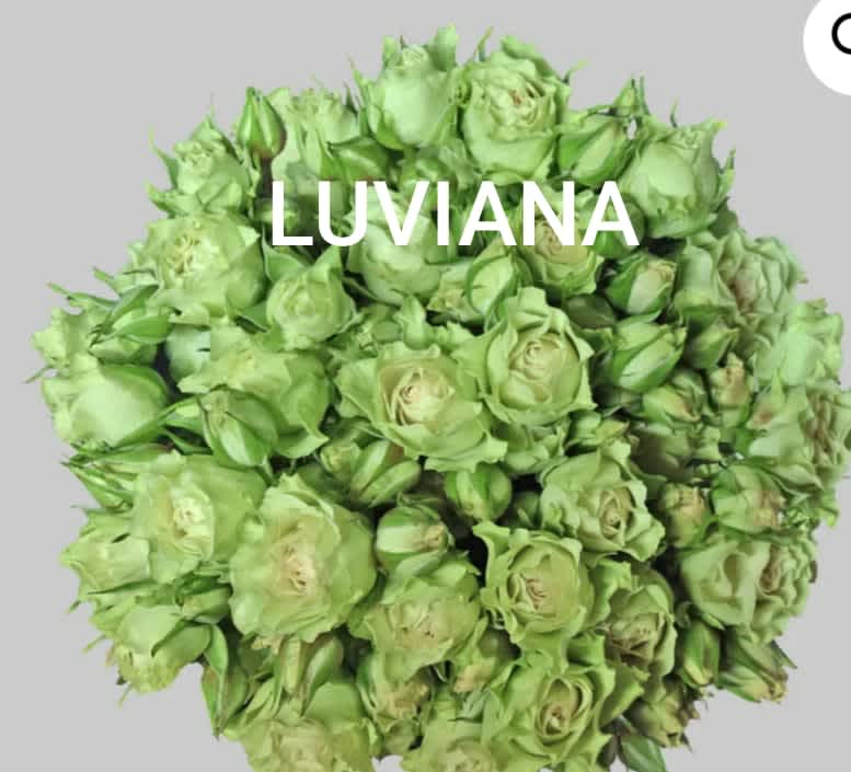 Luviana Spray Rose
