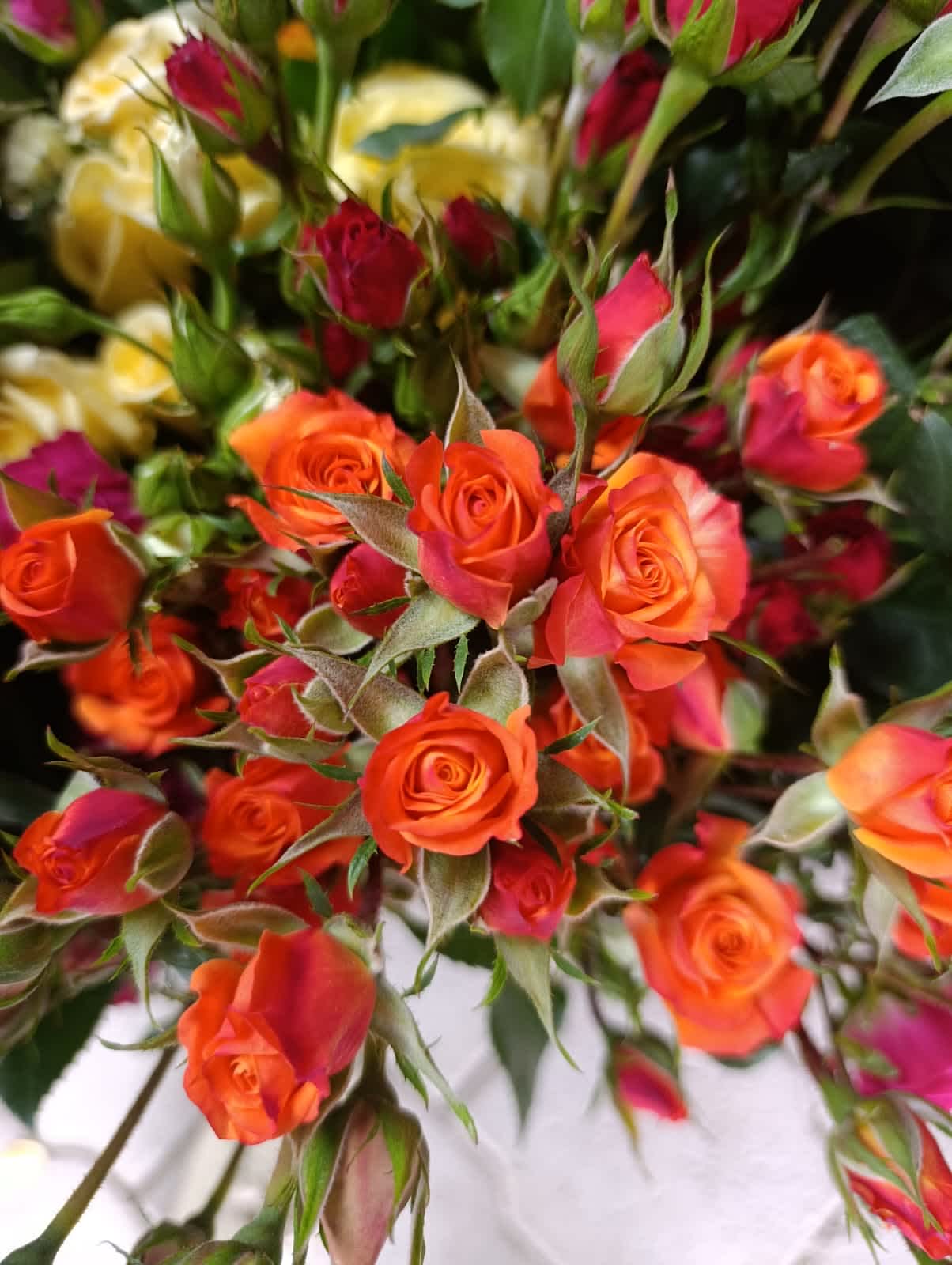 Mambo Spray Rose