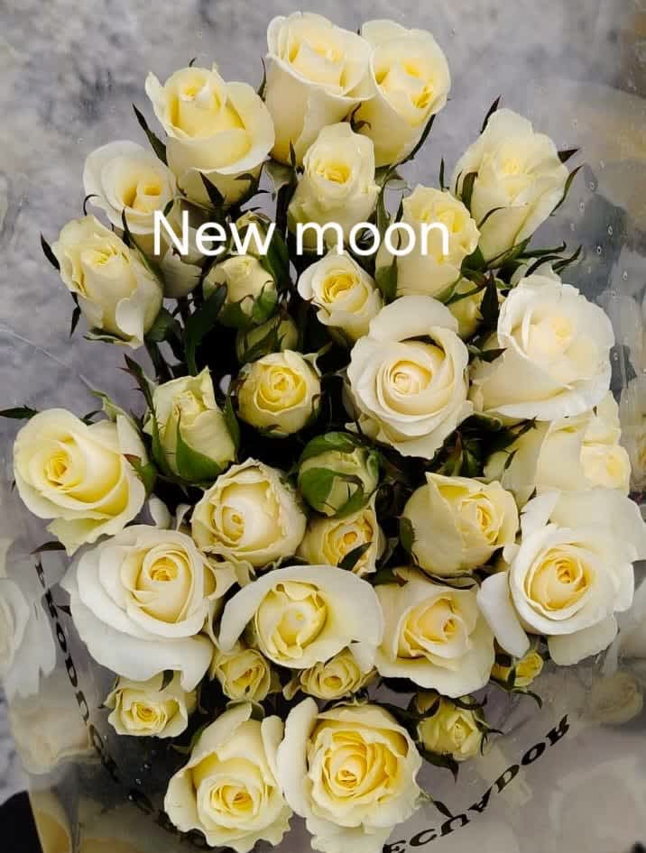 New Moon Spray Rose