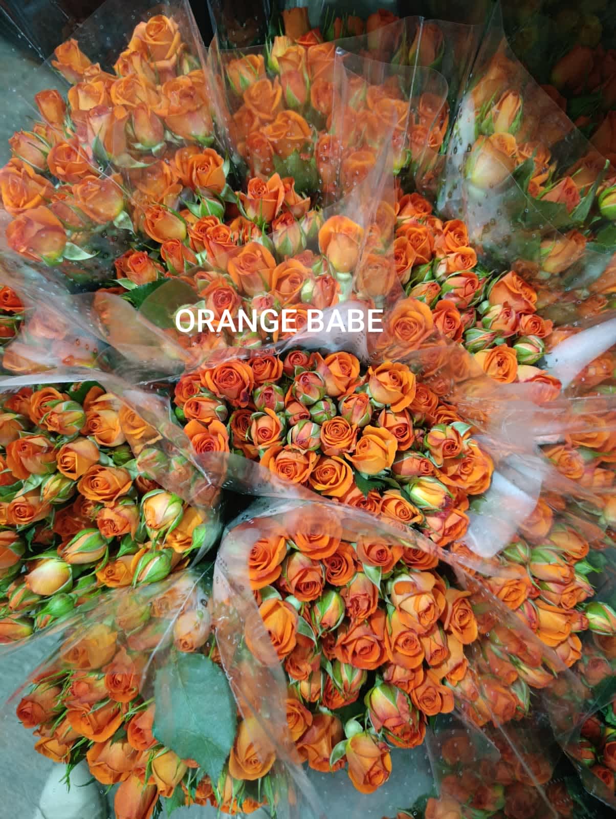 Orange Babe Spray Rose