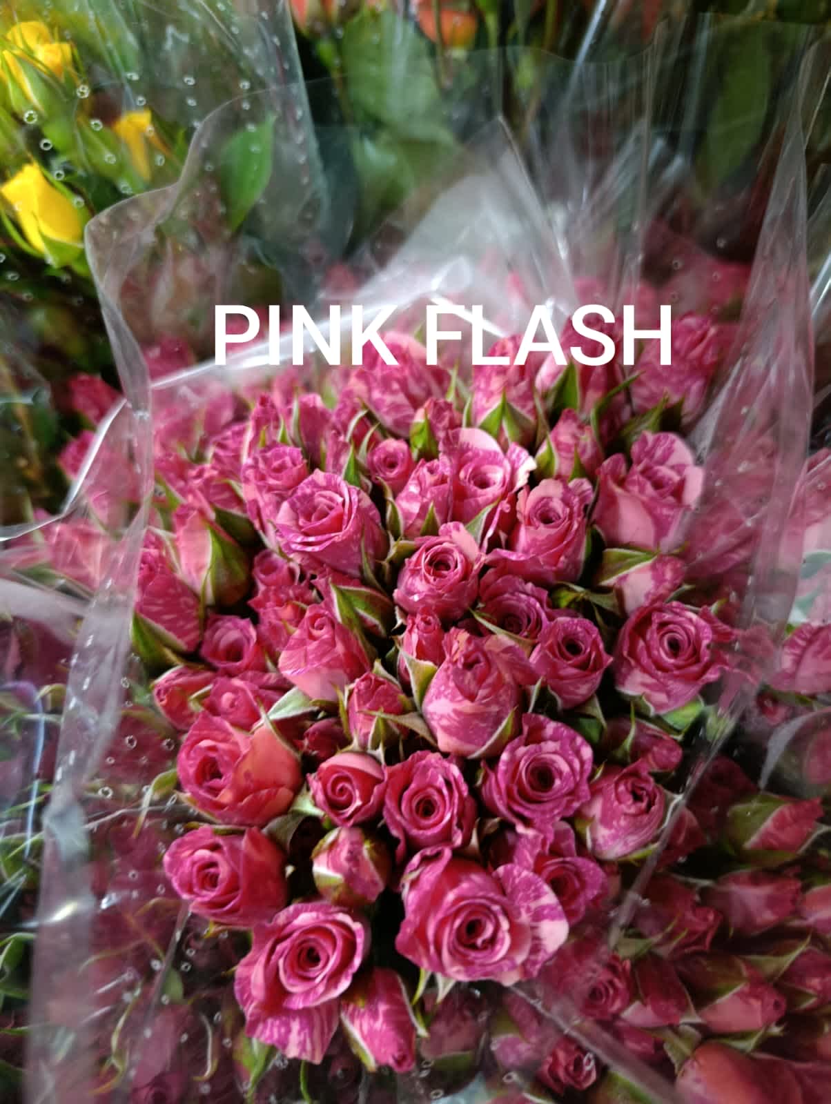 Pink Flash Spray Rose