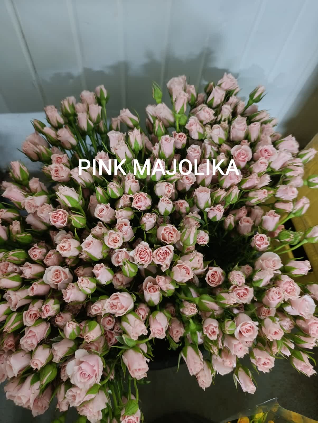 Pink Majolika Spray Rose