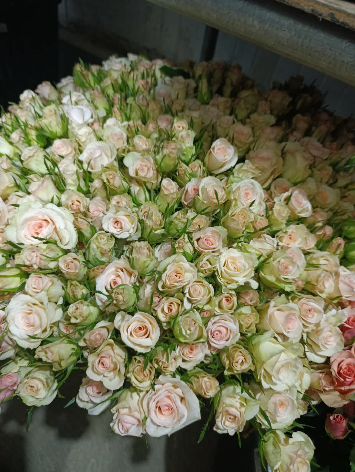 Porcelina Spray Rose