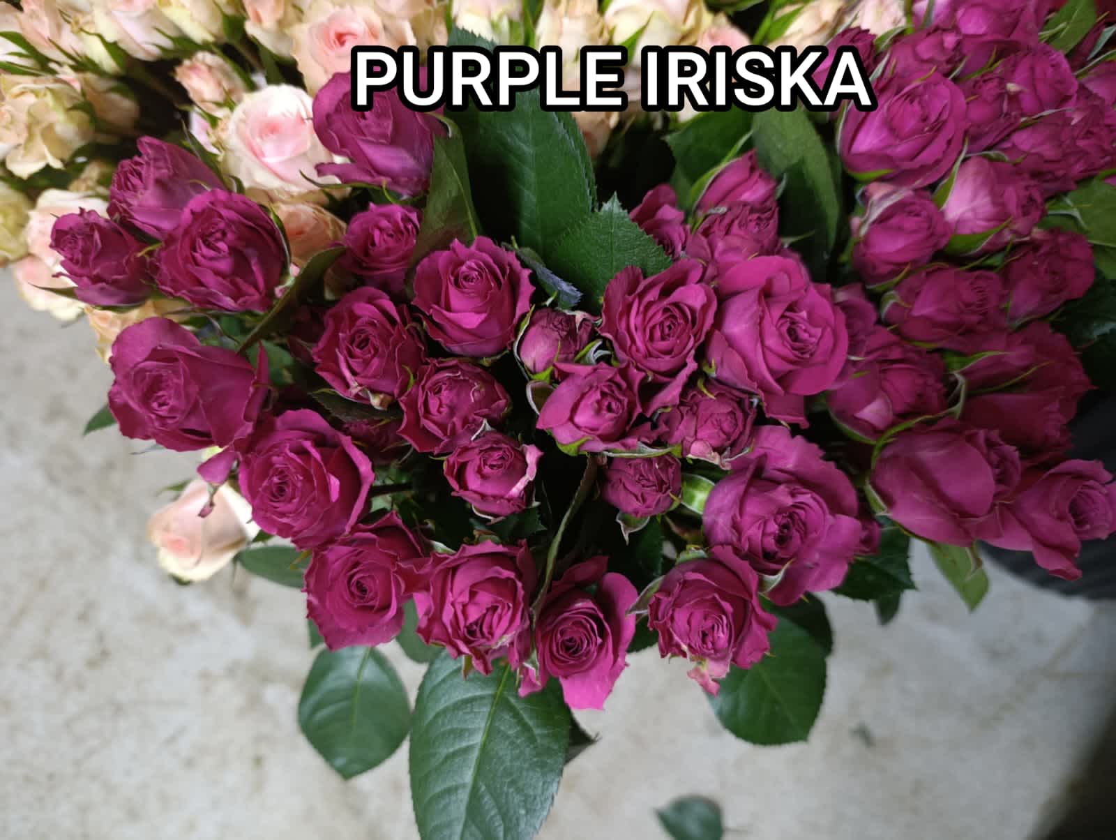 Purple Iriska Spray Rose