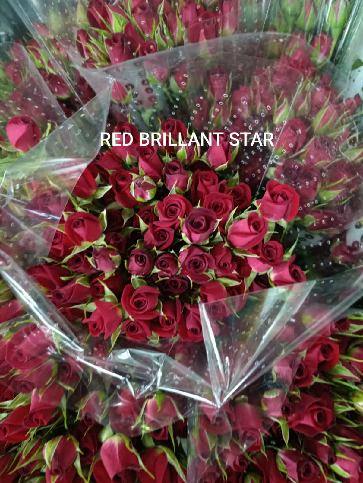 Red Brillant Star Spray Rose