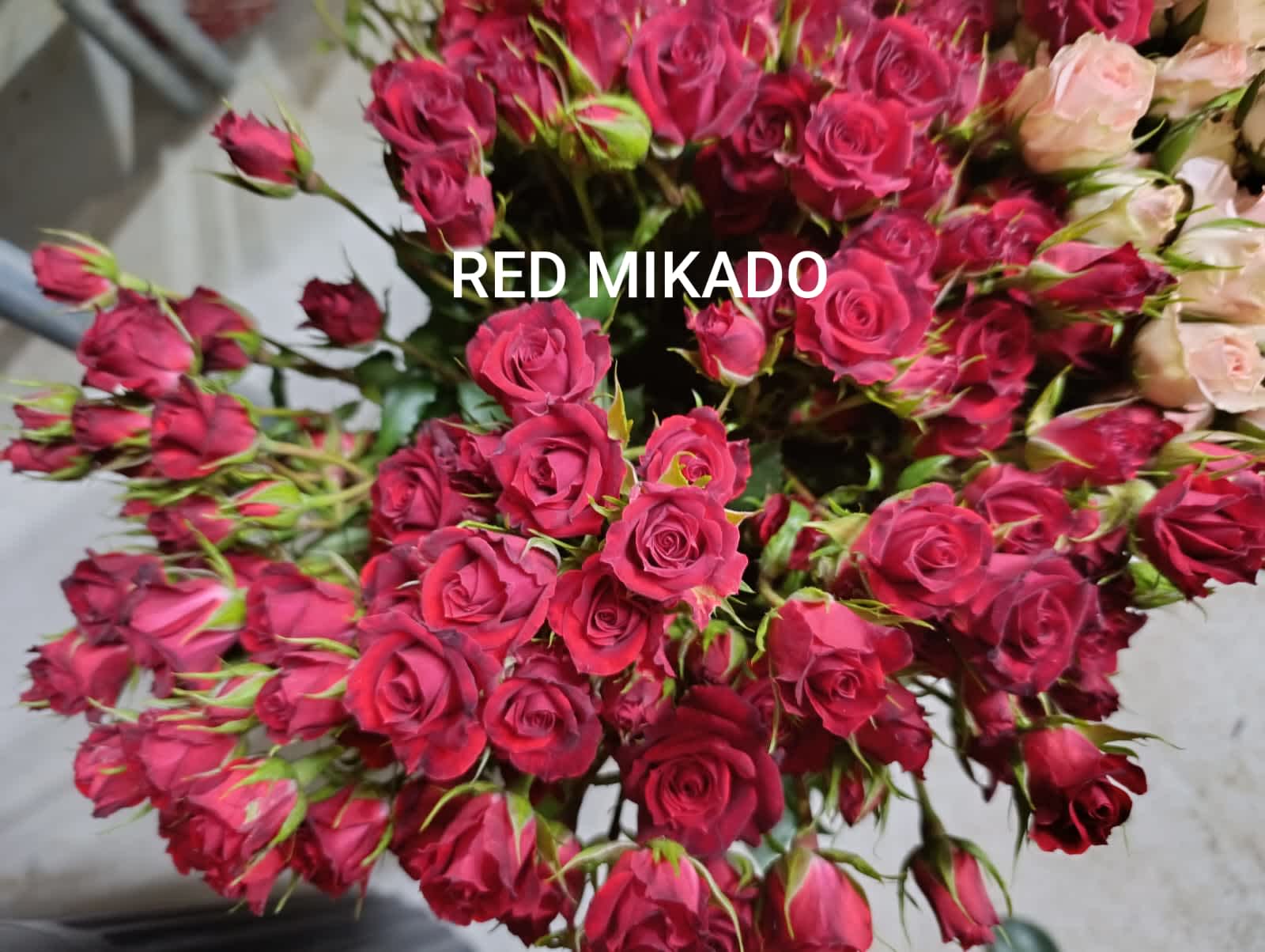 Red Mikado Spray Rose