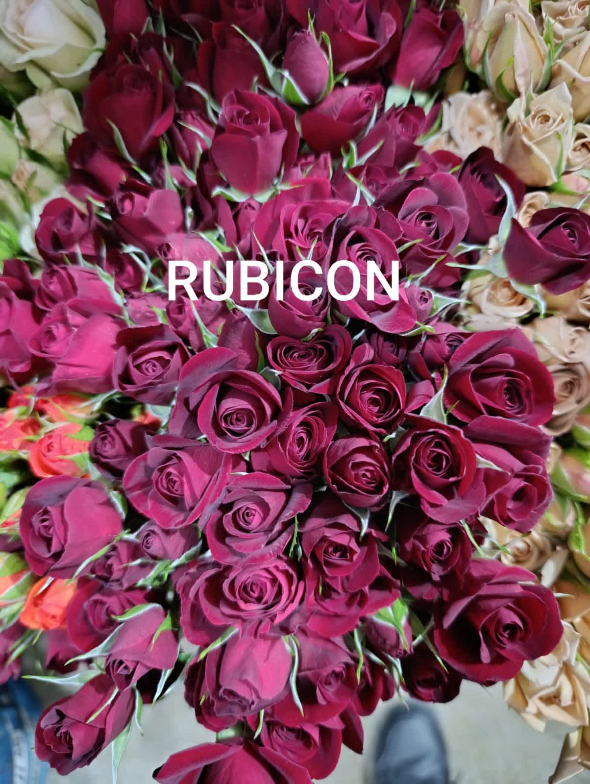 Rubicon Spray Rose