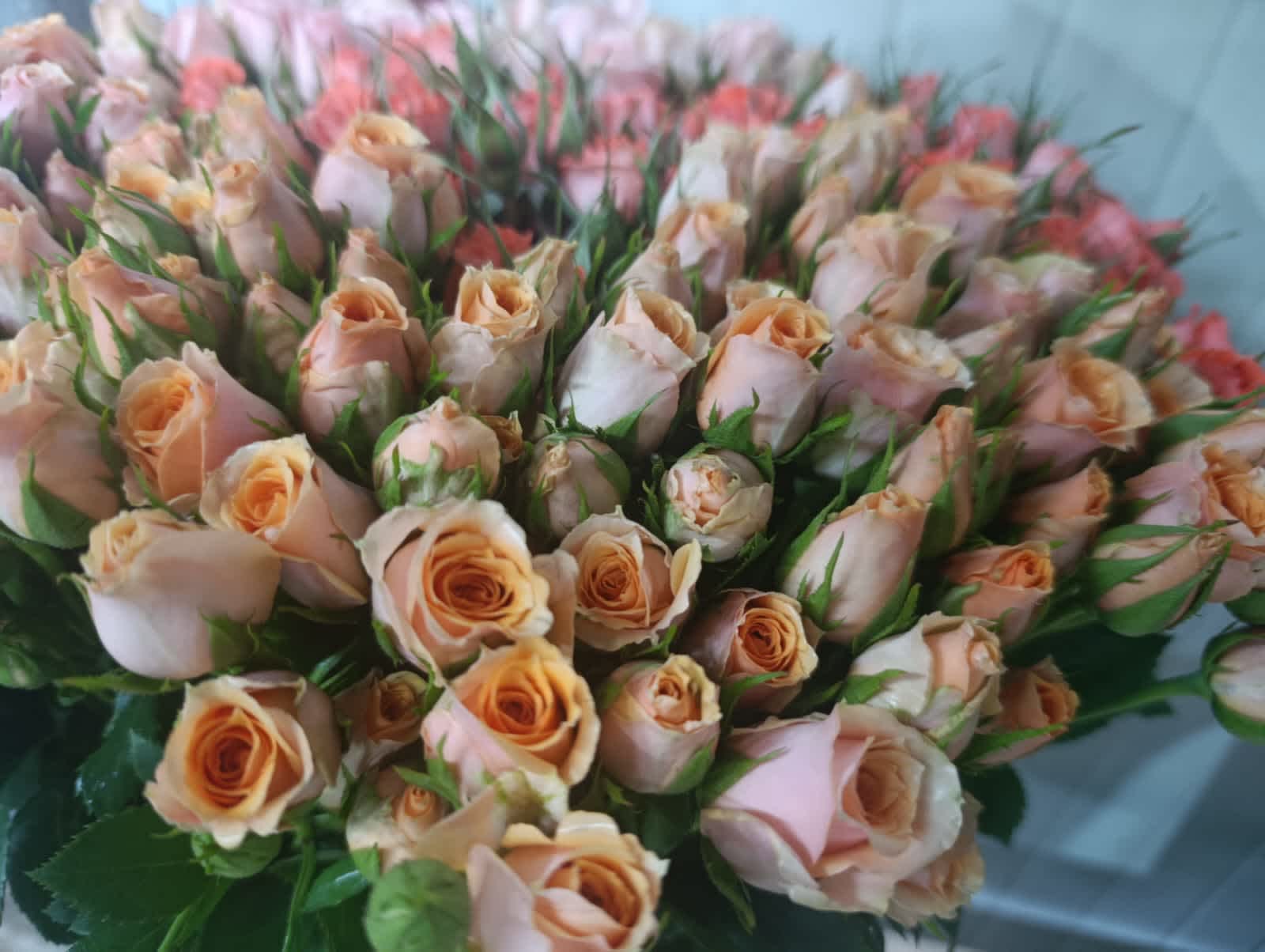 Sahara Sensation Spray Rose