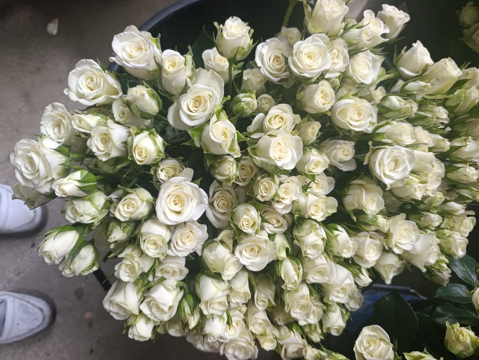 Snowflake Spray Rose