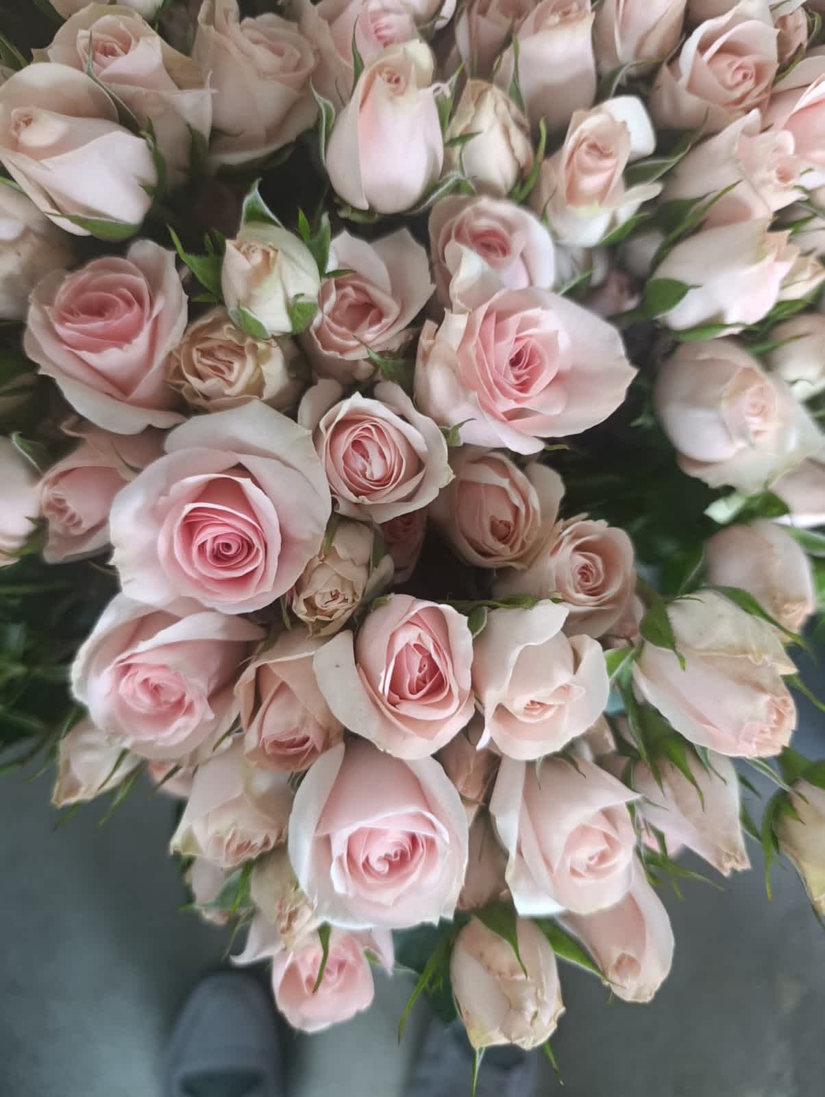 Start Blush Spray Rose