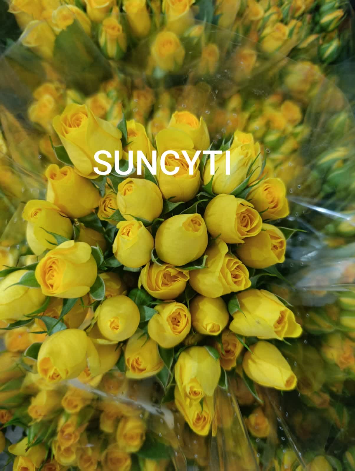 Suncyti Spray Rose