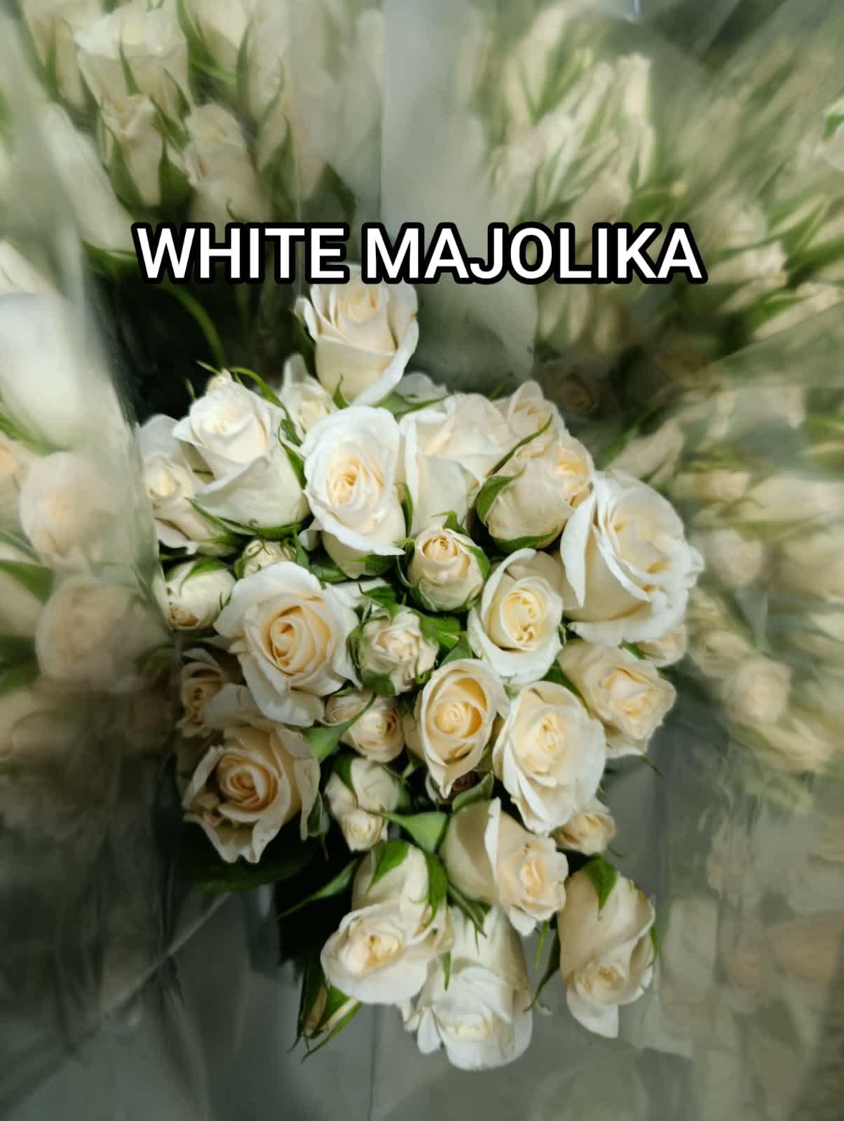 White Majolika Spray Rose