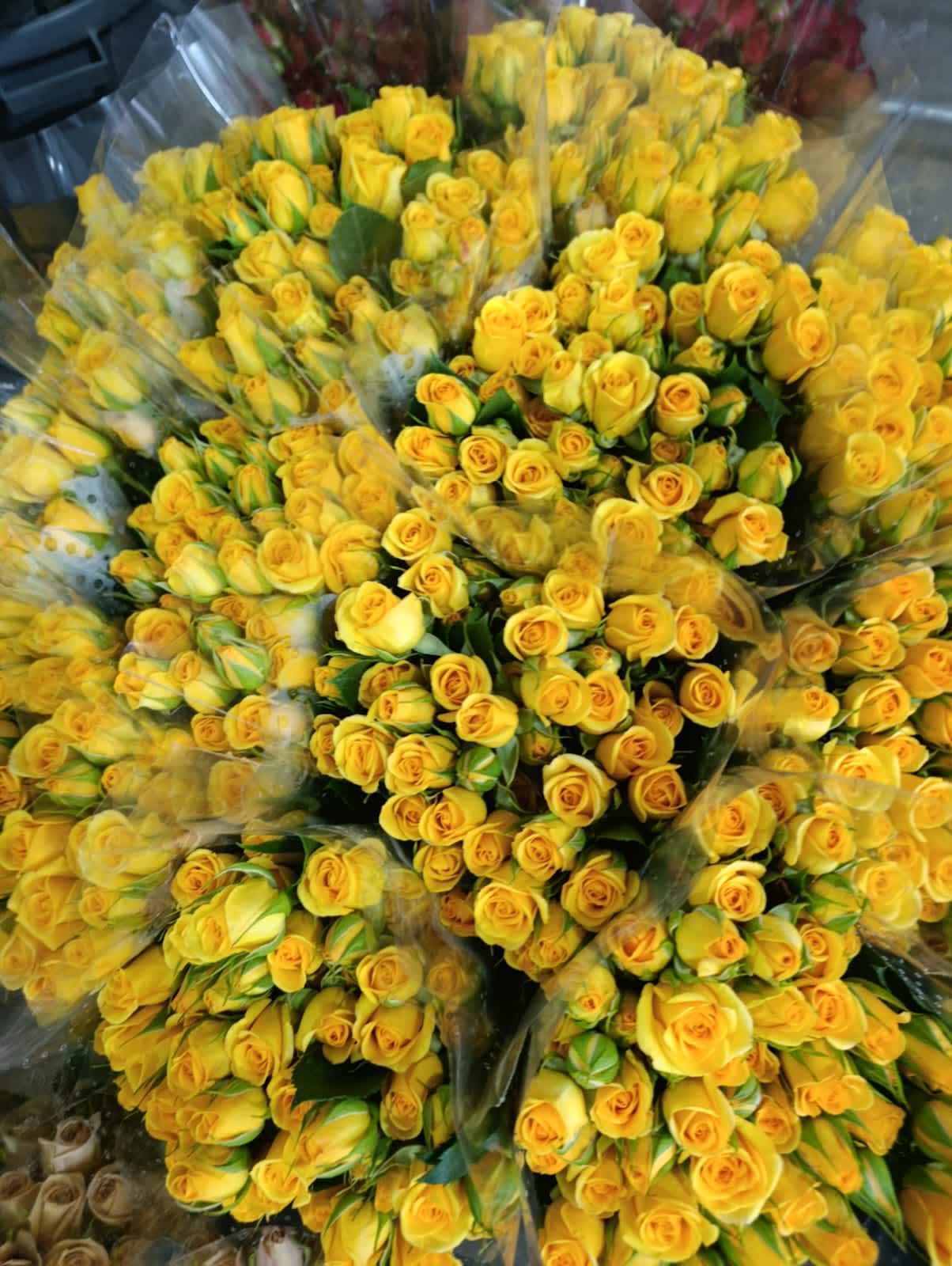 Yellow Babe Spray Rose