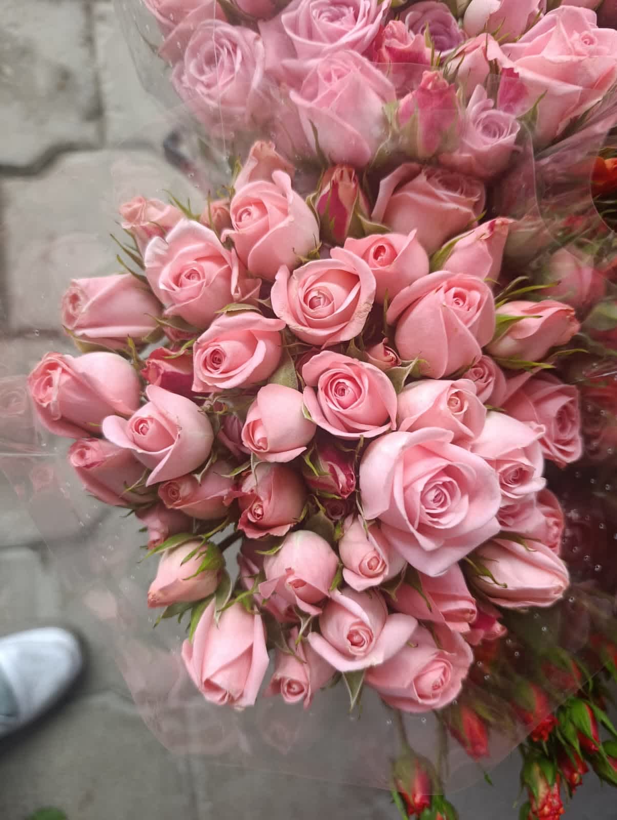 Lidia Spray Rose